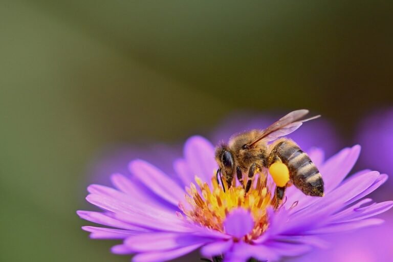 honey-bee-flower-wallpaper-bee-8295378