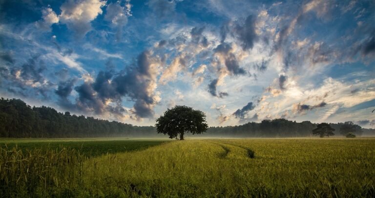 tree-field-cornfield-247122